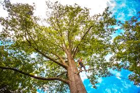 Best Palm Tree Trimming  in Gulf Breeze, FL