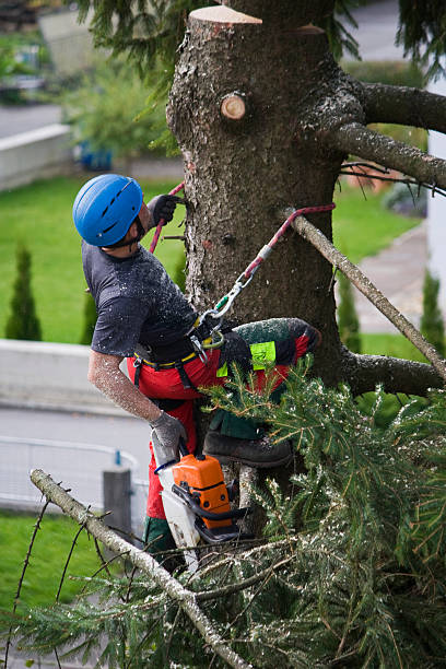 How Our Tree Care Process Works  in  Gulf Breeze, FL