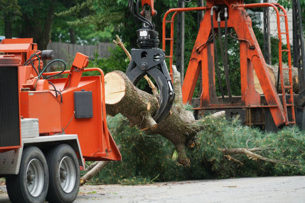 Best Leaf Removal  in Gulf Breeze, FL