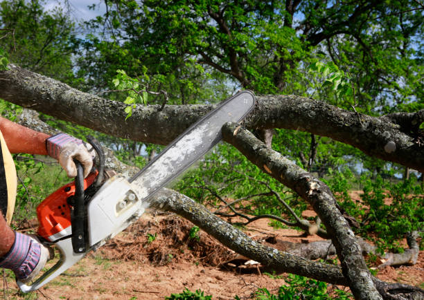 Best Lawn Grading and Leveling  in Gulf Breeze, FL